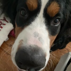 Meet your Posher, Avery